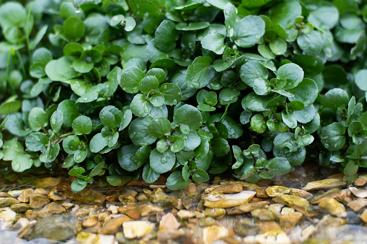 25-facts-about-watercress