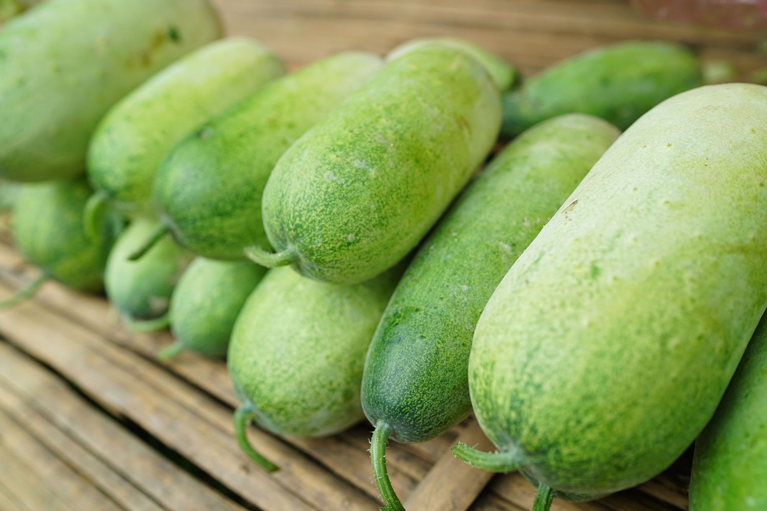 25-facts-about-winter-melon