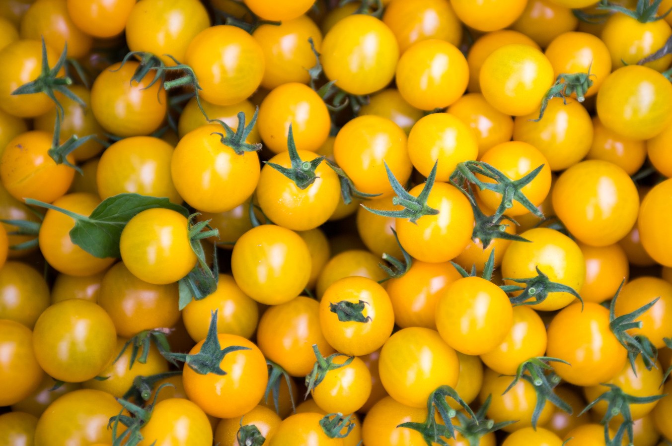 25-facts-about-yellow-tomato