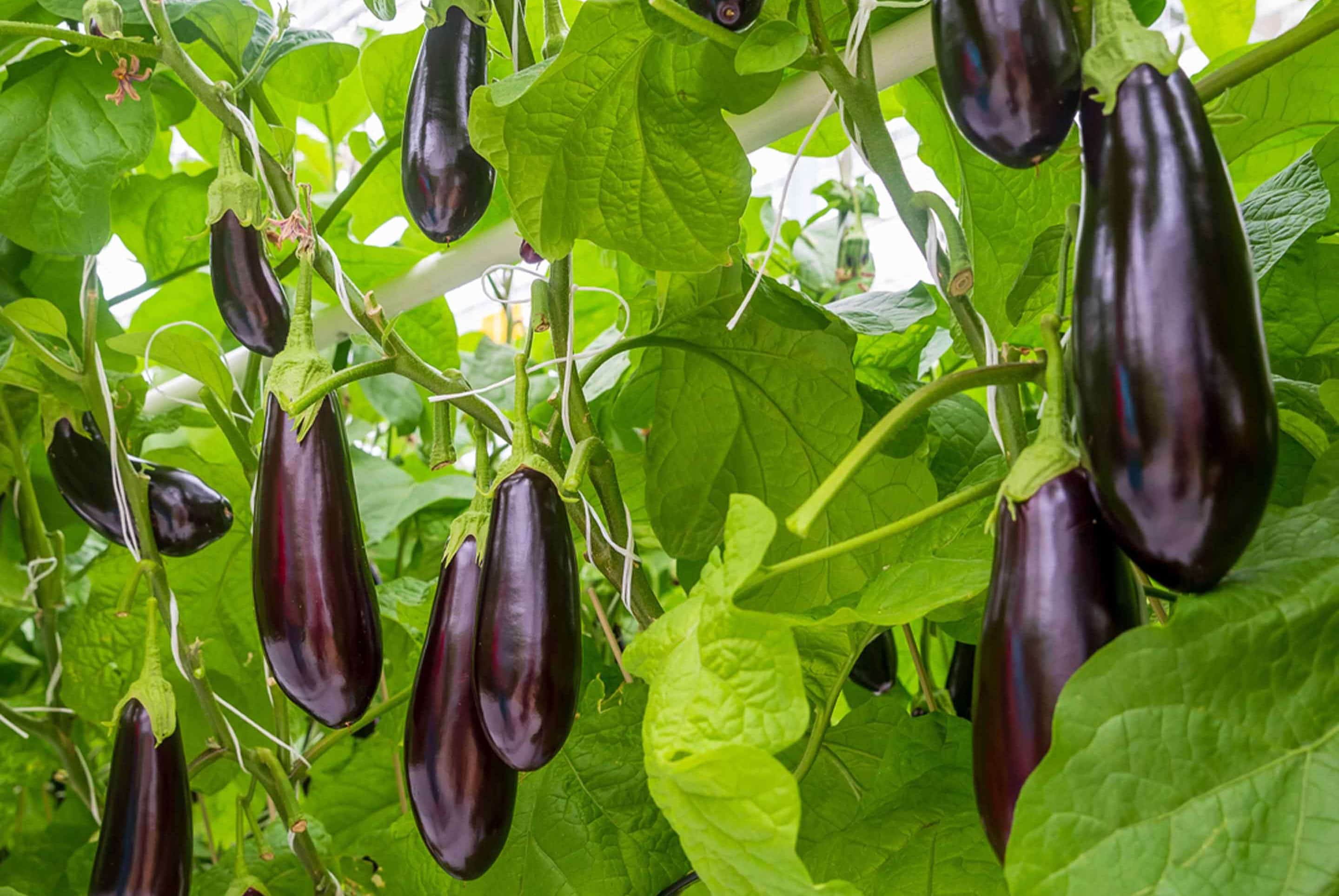 30-facts-about-aubergine