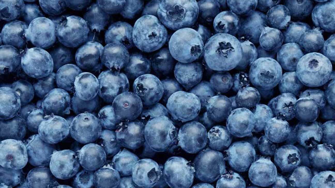 30-facts-about-blueberry