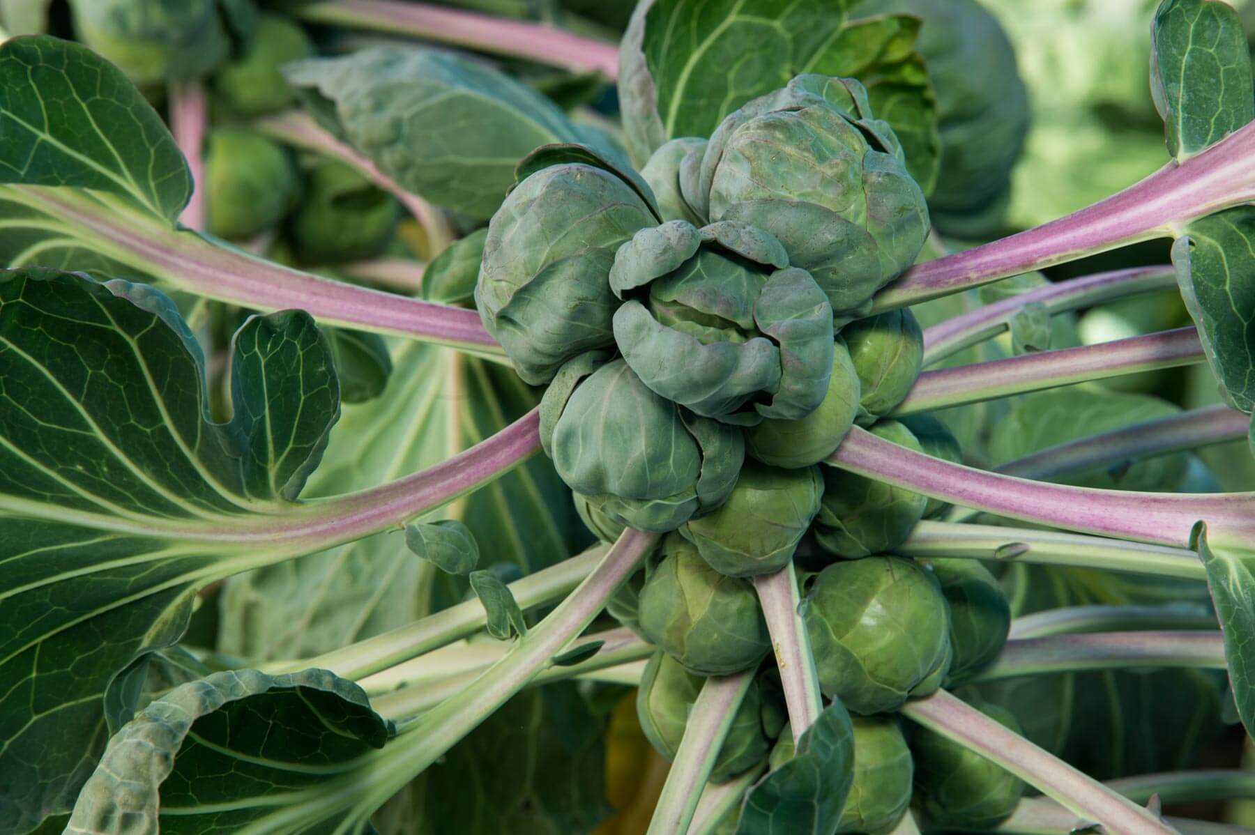 30-facts-about-brussels-sprout