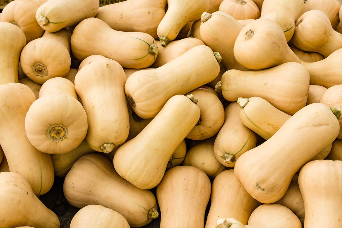 30-facts-about-butternut-squash