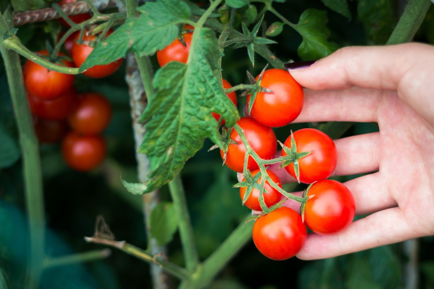 30-facts-about-cherry-tomato