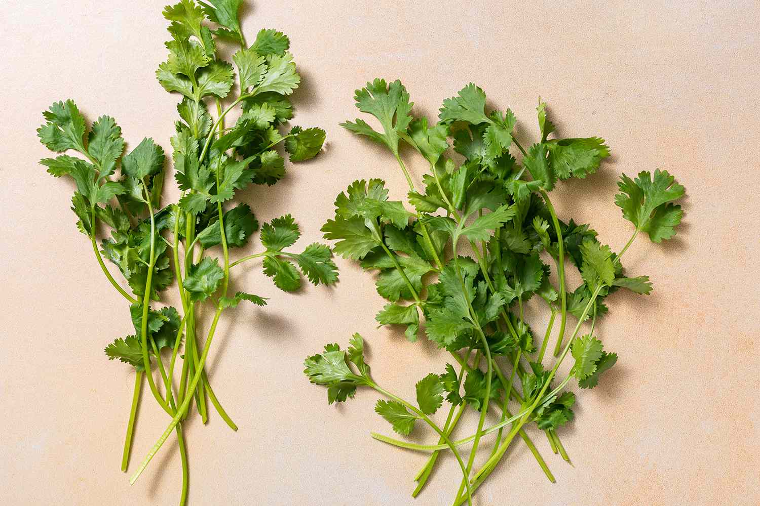 30-facts-about-cilantro