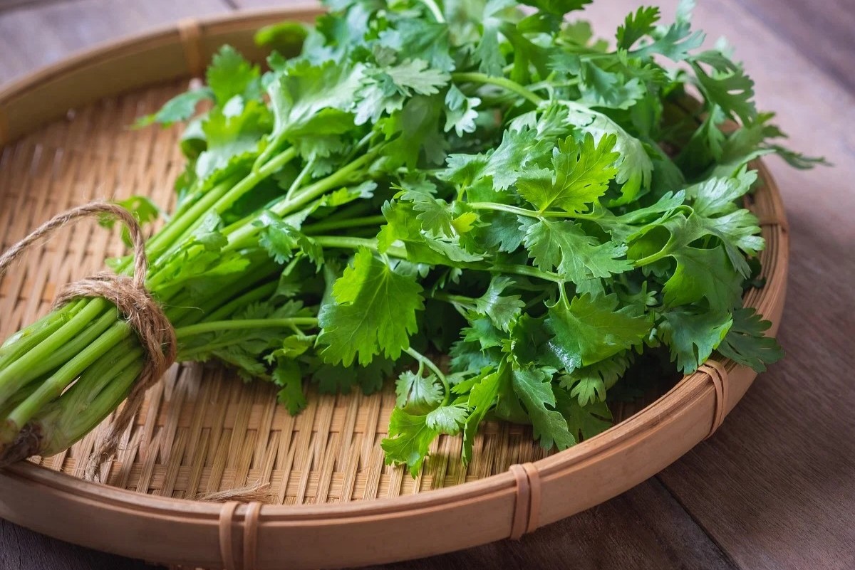 30 Facts About Coriander - OhMyFacts