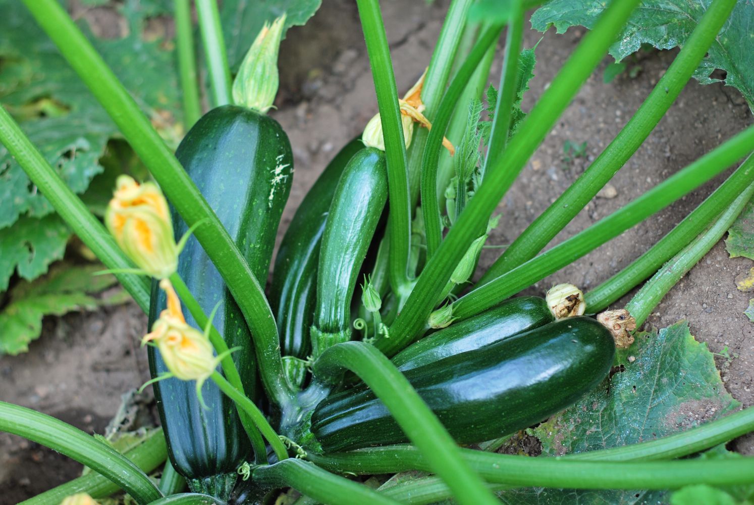 30-facts-about-courgette