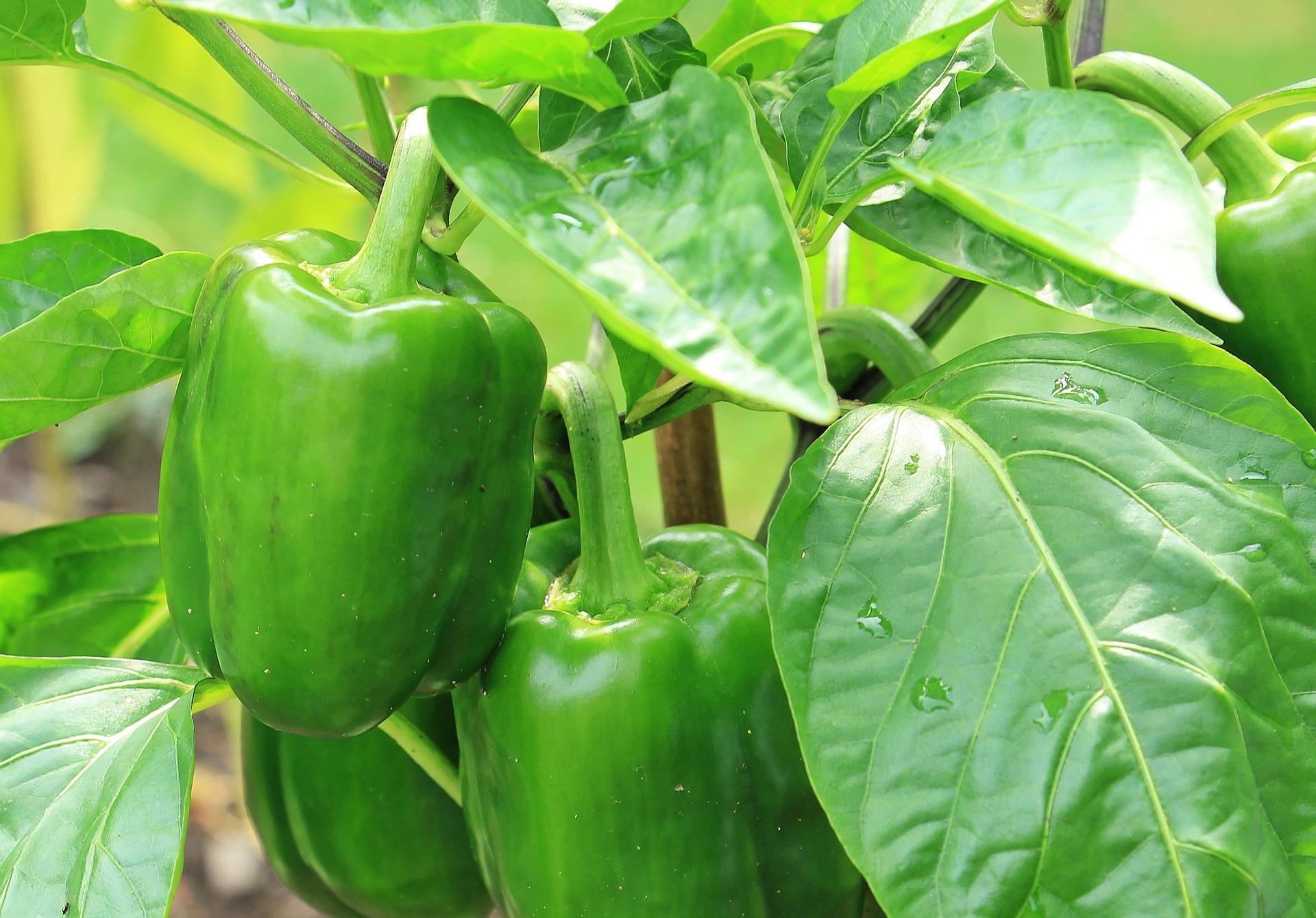 30-facts-about-green-pepper