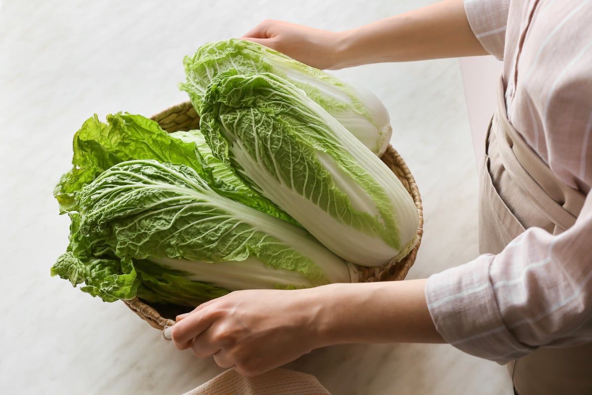 30-facts-about-napa-cabbage