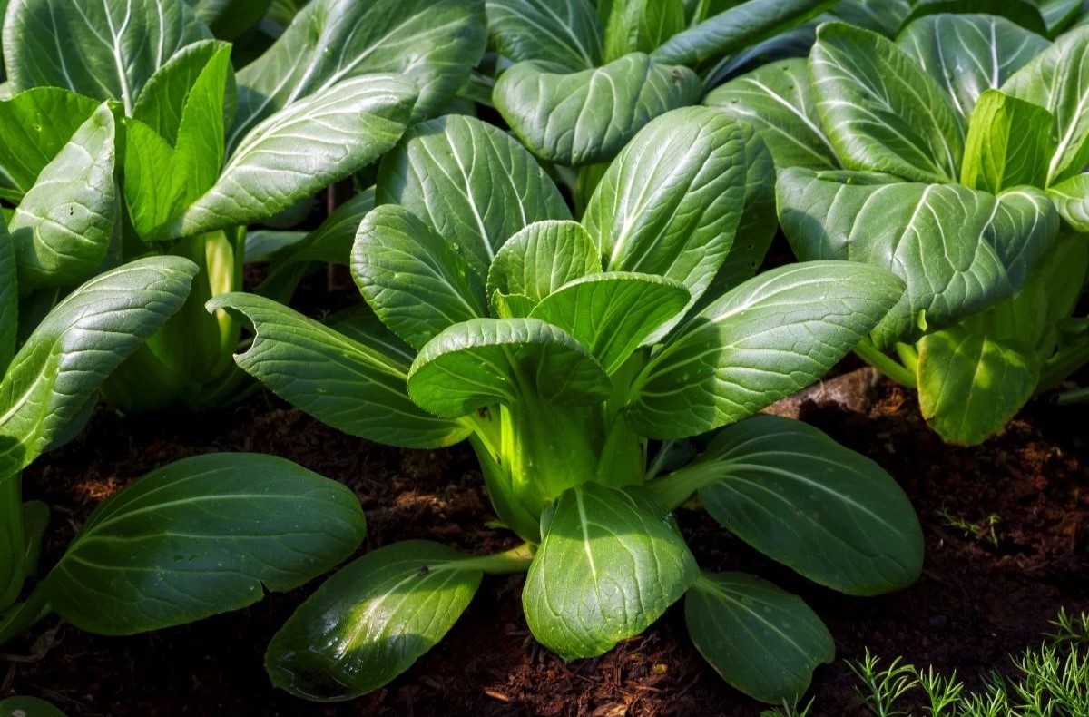 30-facts-about-pak-choi