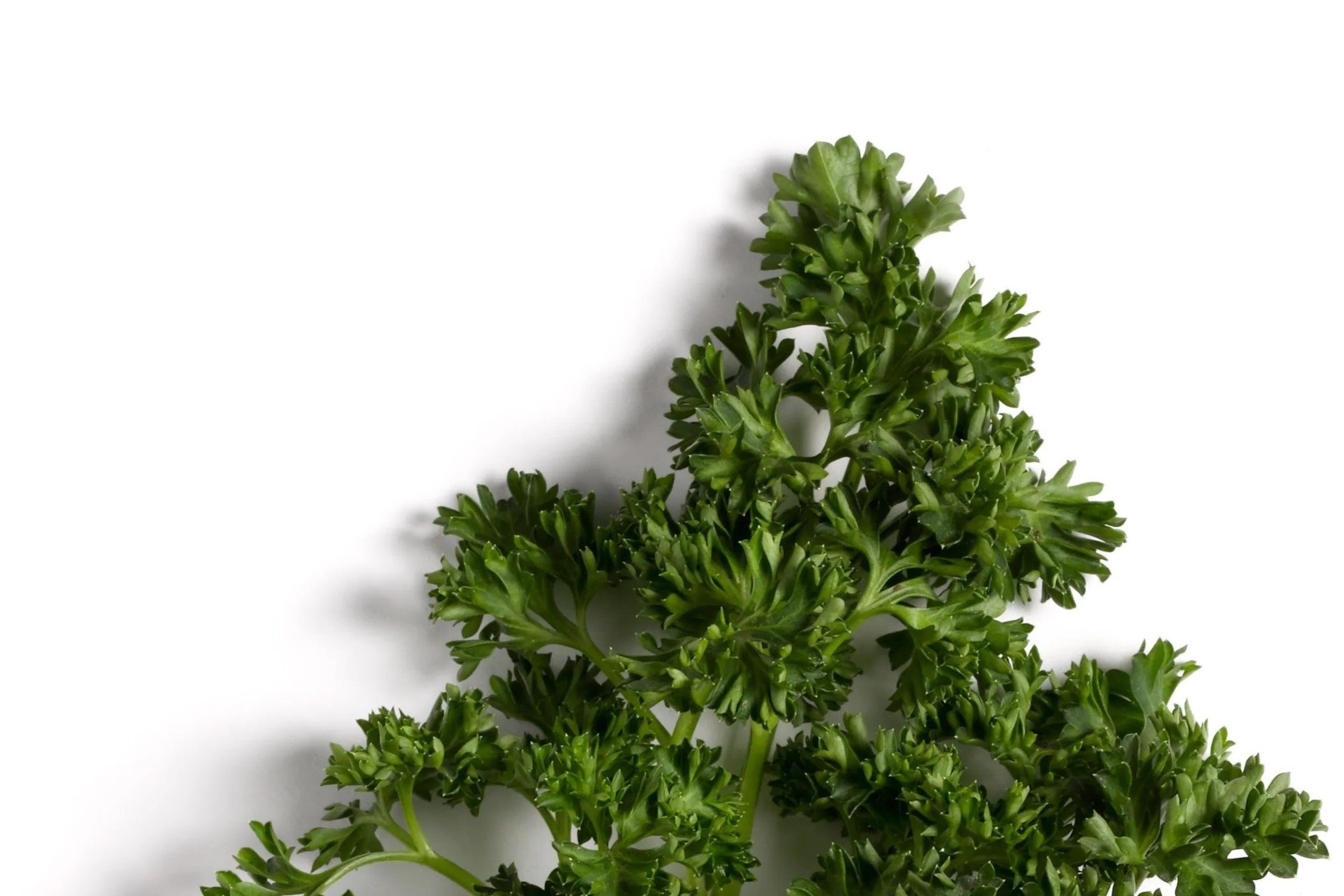 30-facts-about-parsley