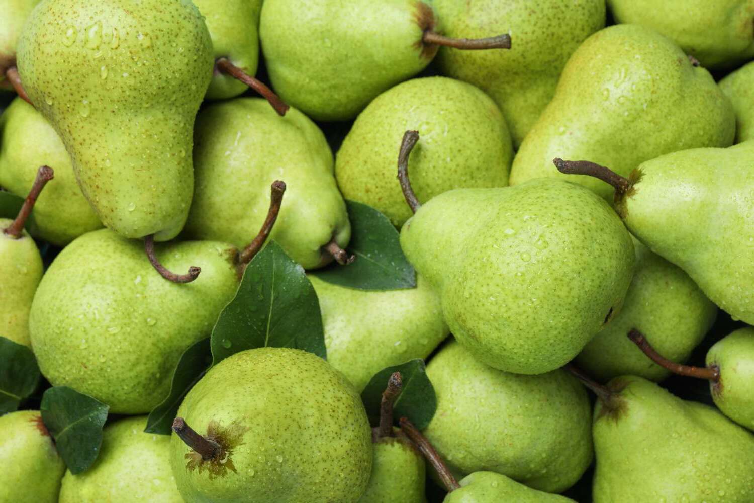 30-facts-about-pear