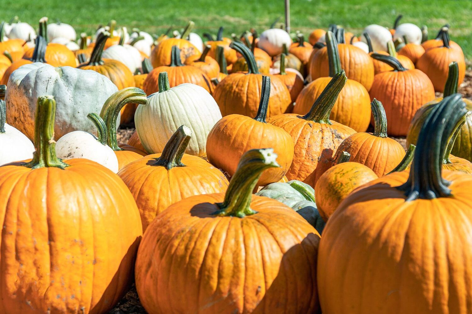 30-facts-about-pumpkins