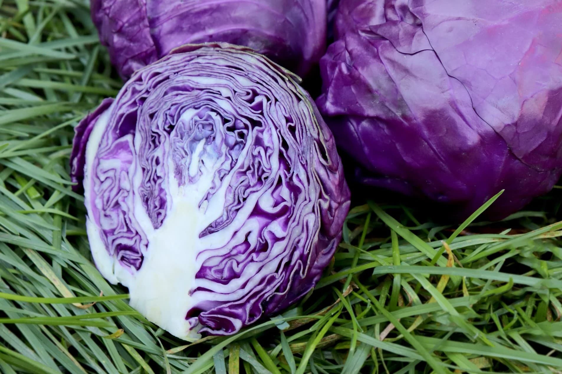 30-facts-about-purple-cabbage