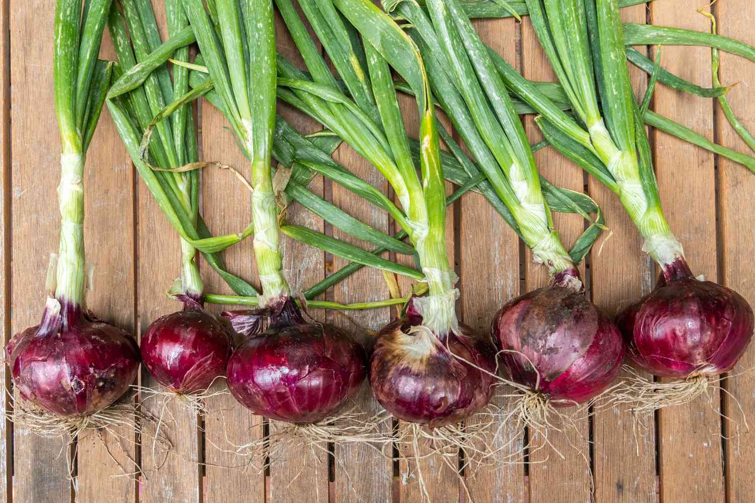 30-facts-about-red-onion