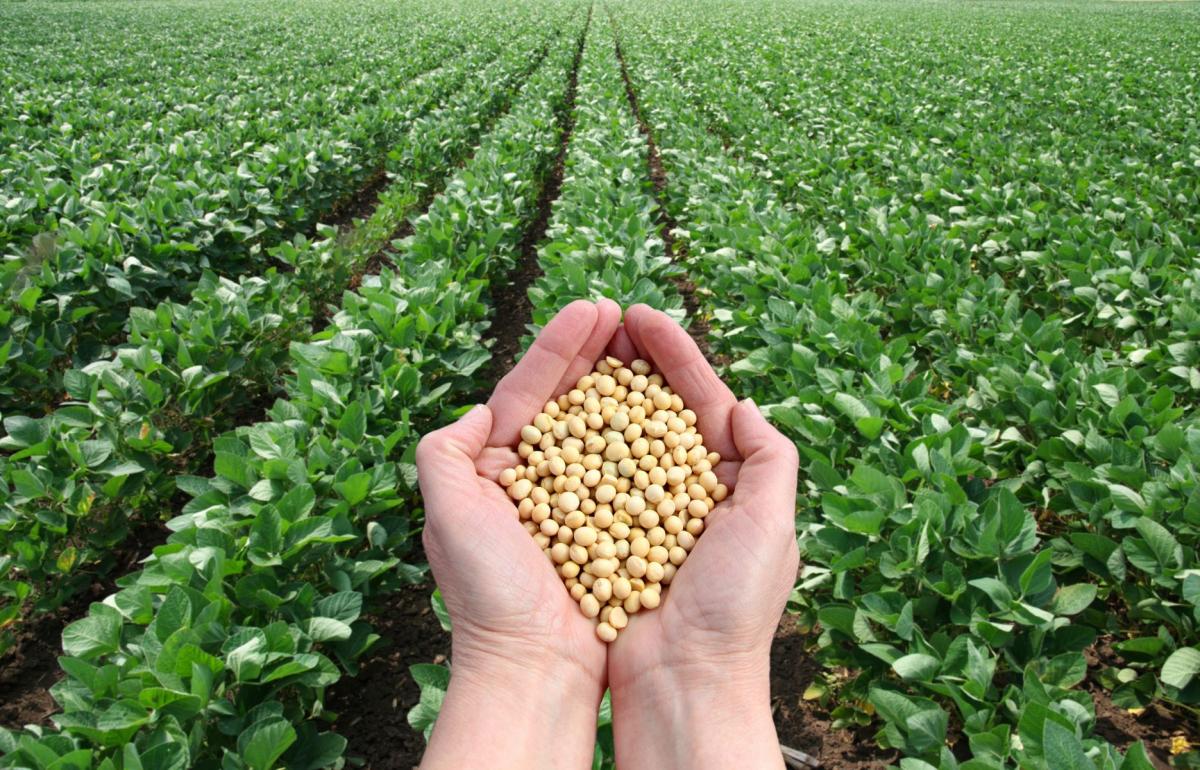 30-facts-about-soybean