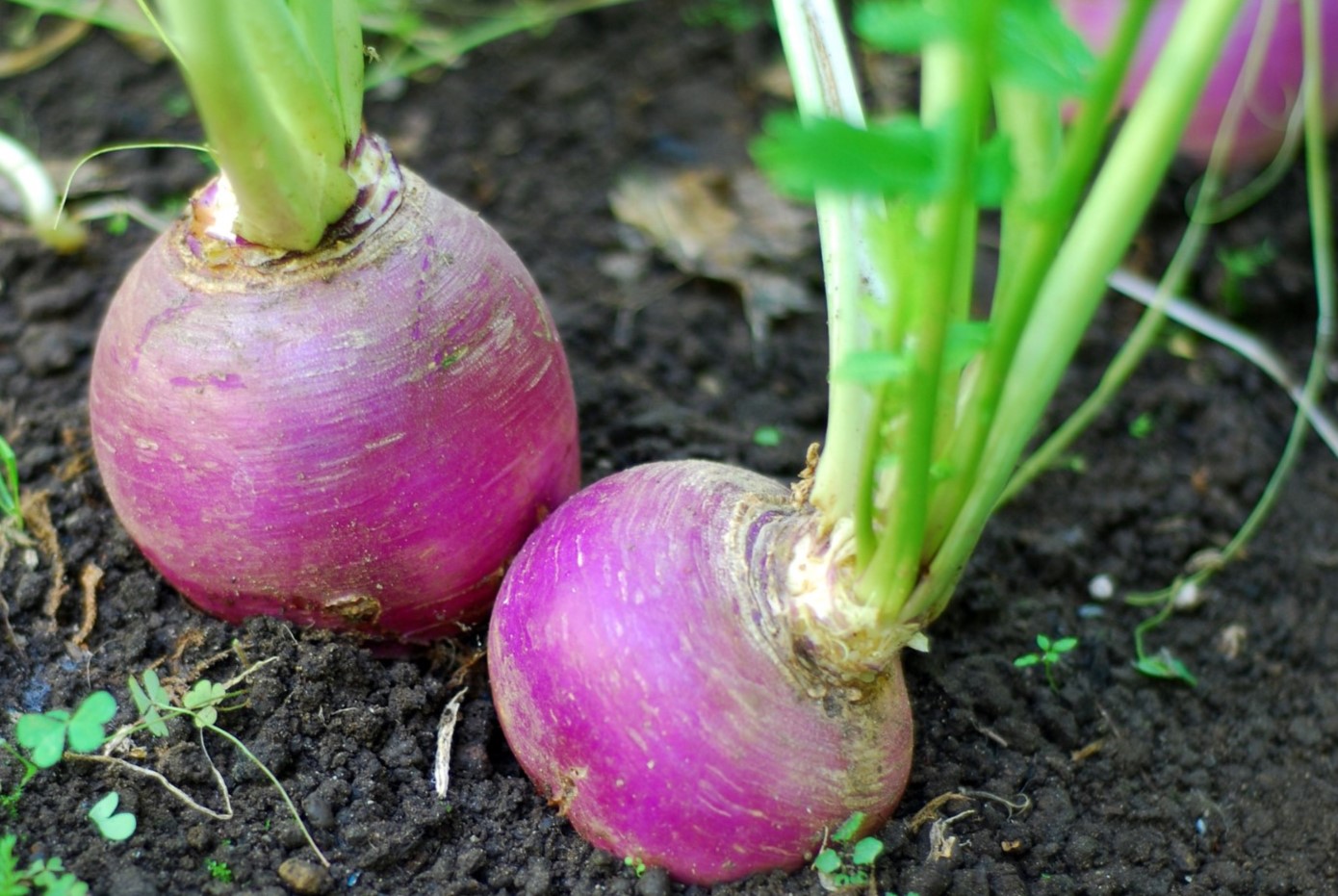 30-facts-about-turnip