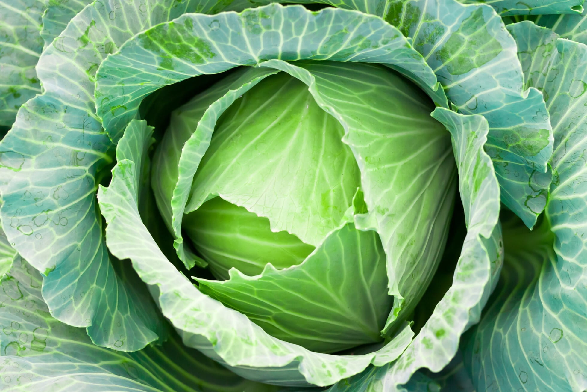 25 Facts About White Cabbage OhMyFacts 25 Facts About White Cabbage OhMyFacts
