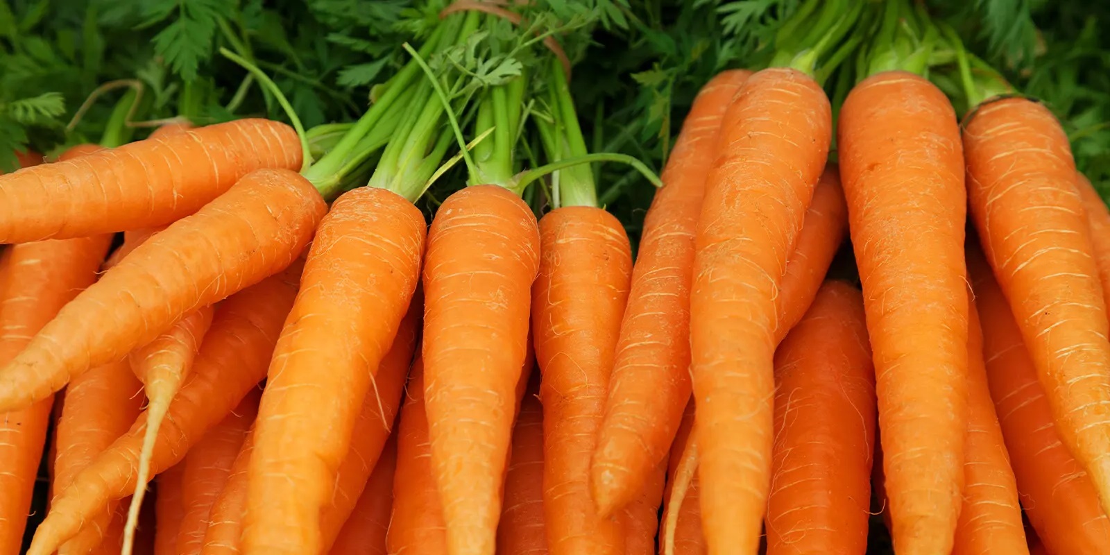 40-facts-about-carrot