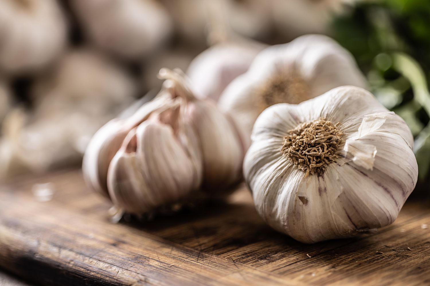 40-facts-about-garlic