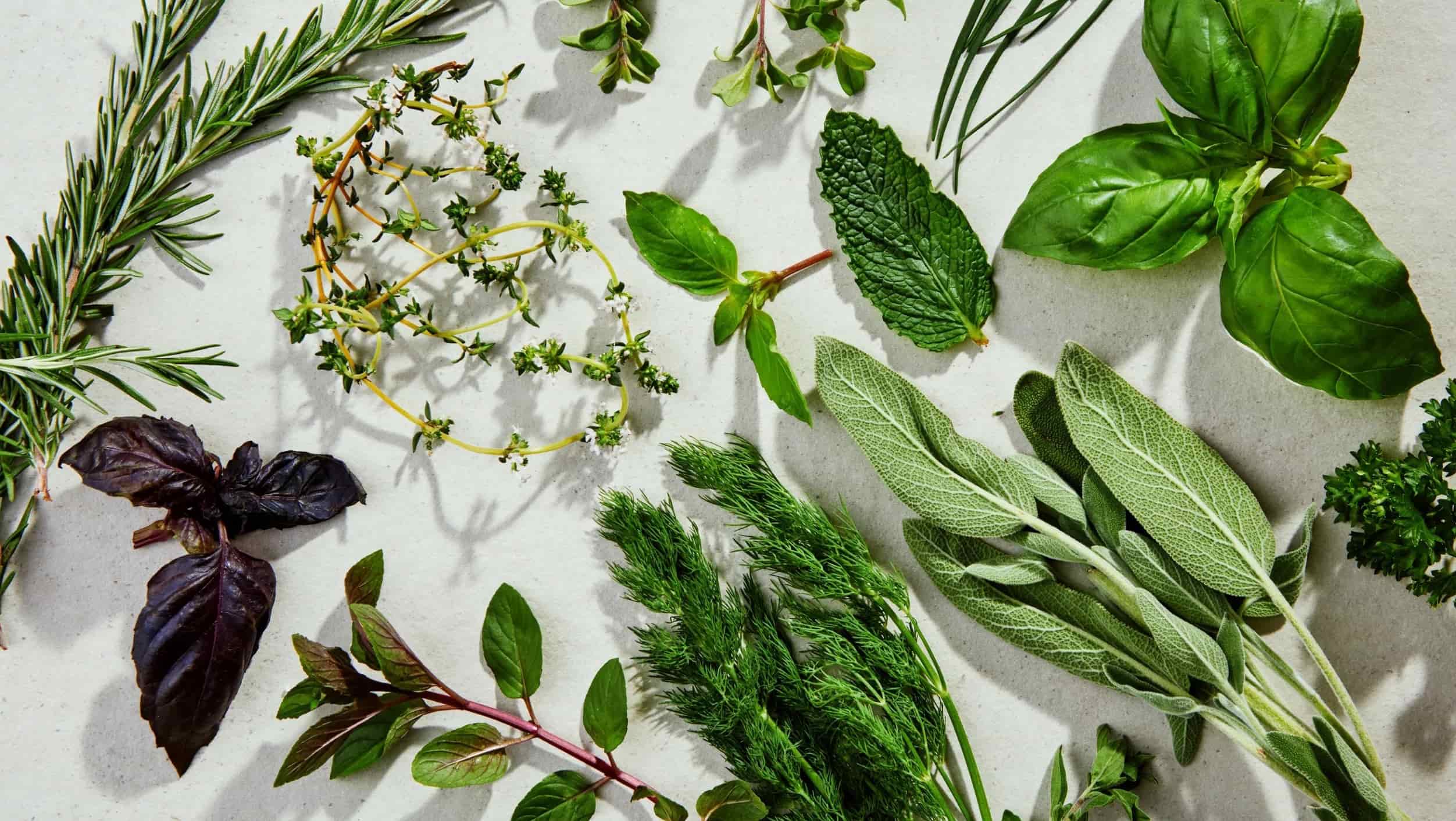 40-facts-about-herbs