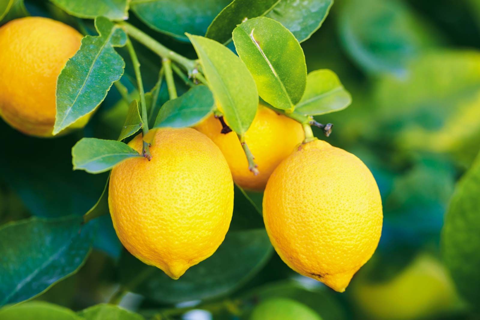 40 Facts About Lemon - OhMyFacts