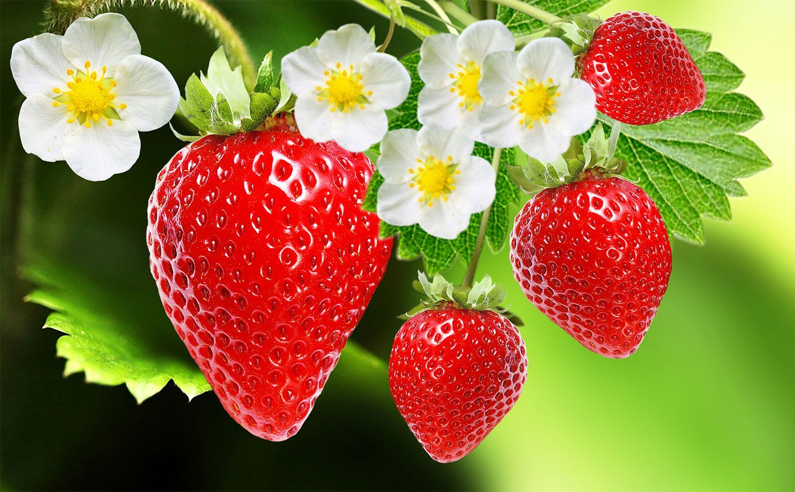 40-facts-about-strawberry