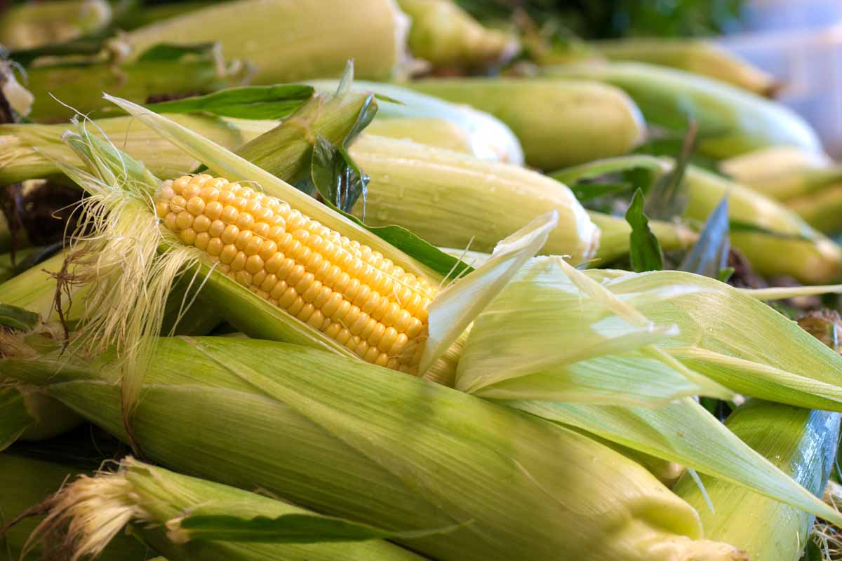 40-facts-about-sweet-corn