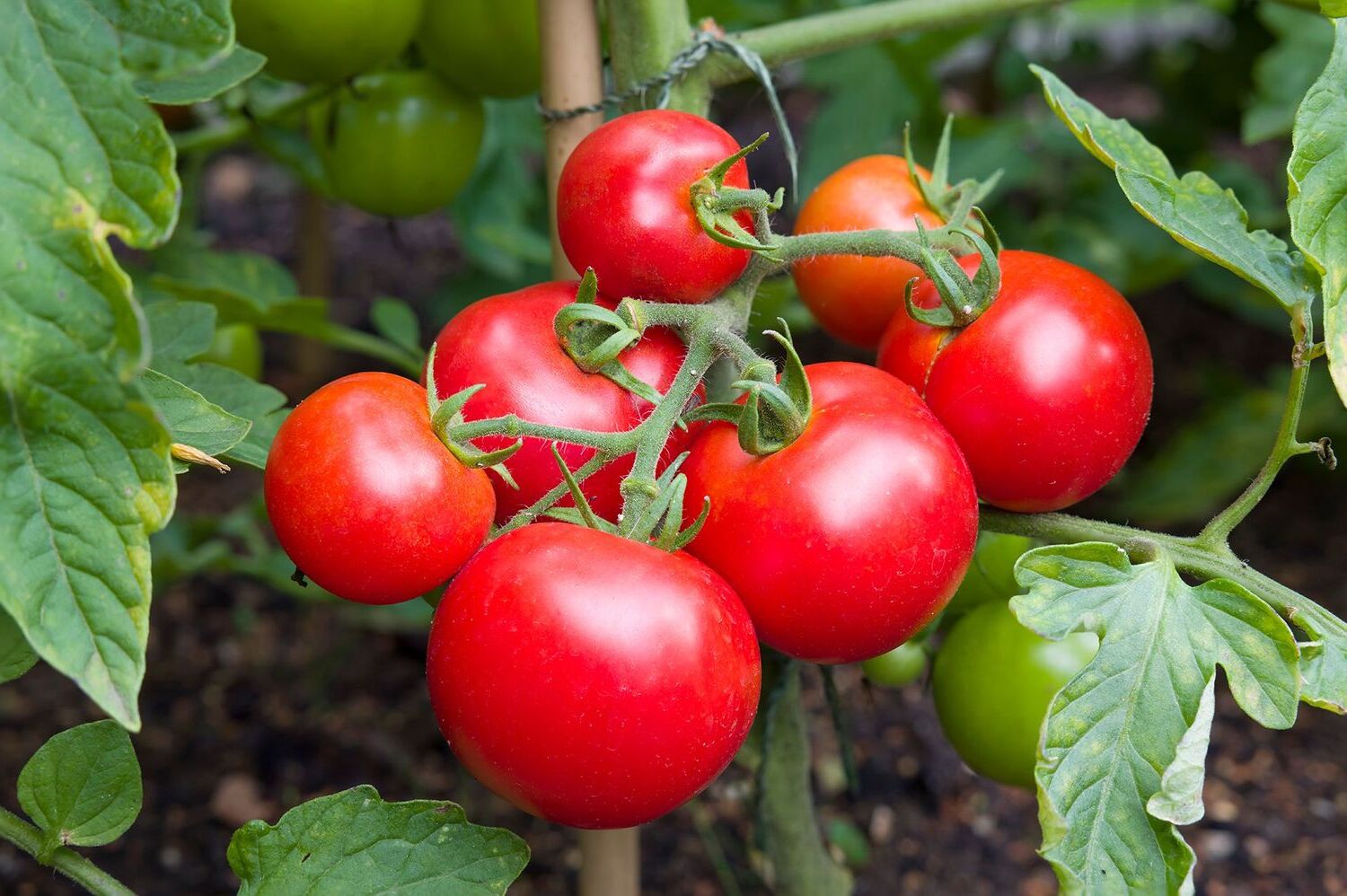 40-facts-about-tomato