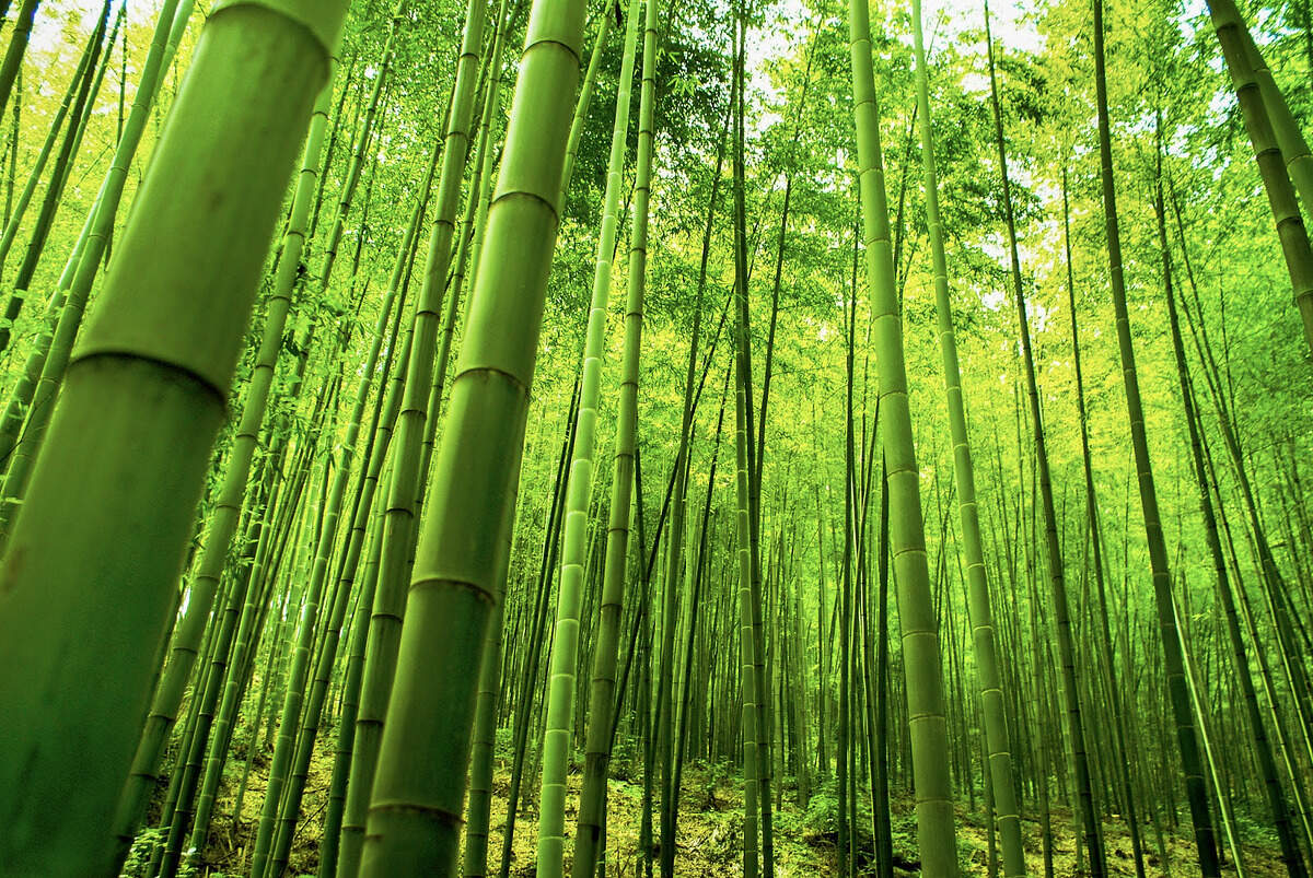 20-facts-about-bamboo