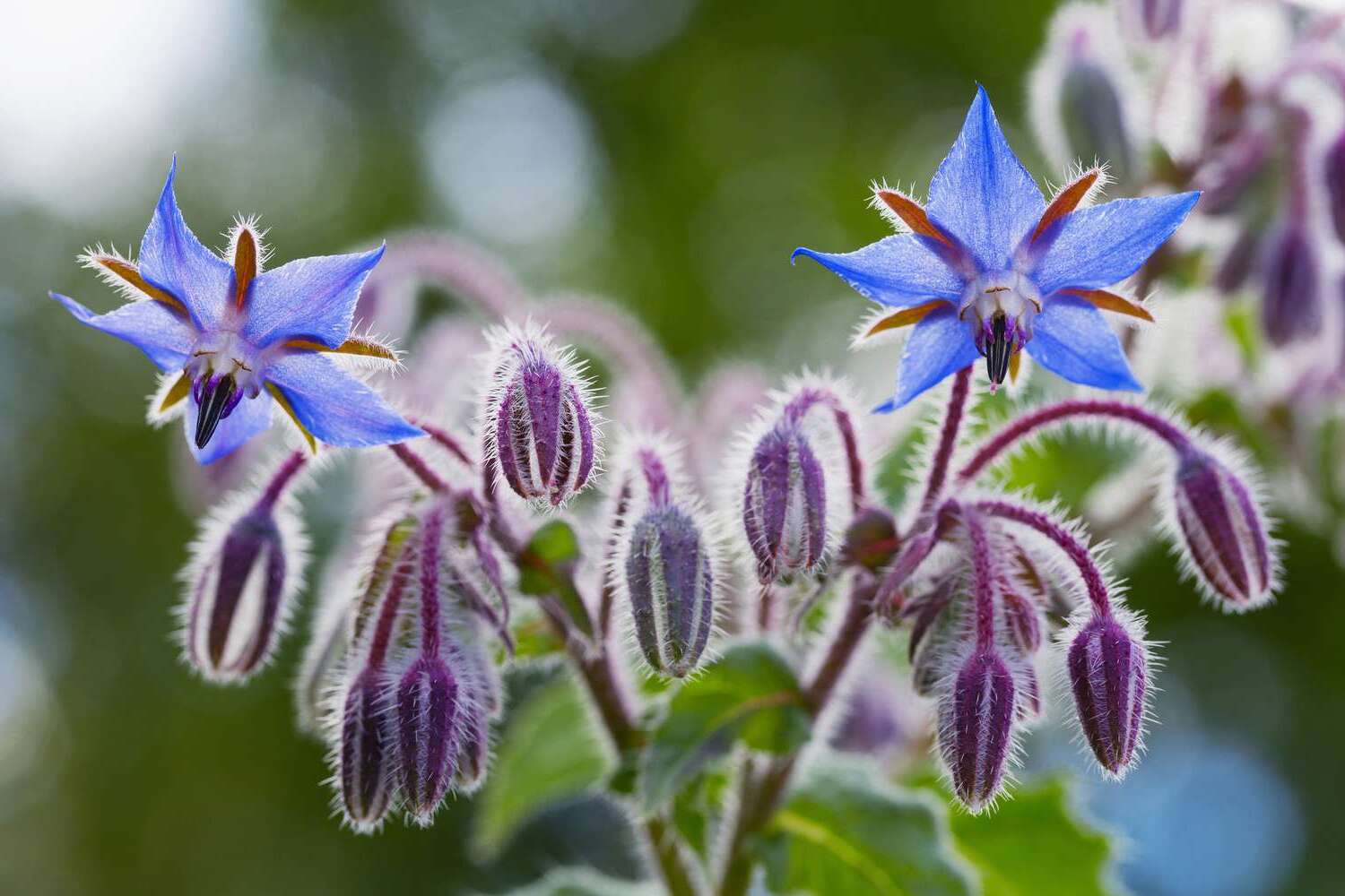 20-facts-about-edible-flowers