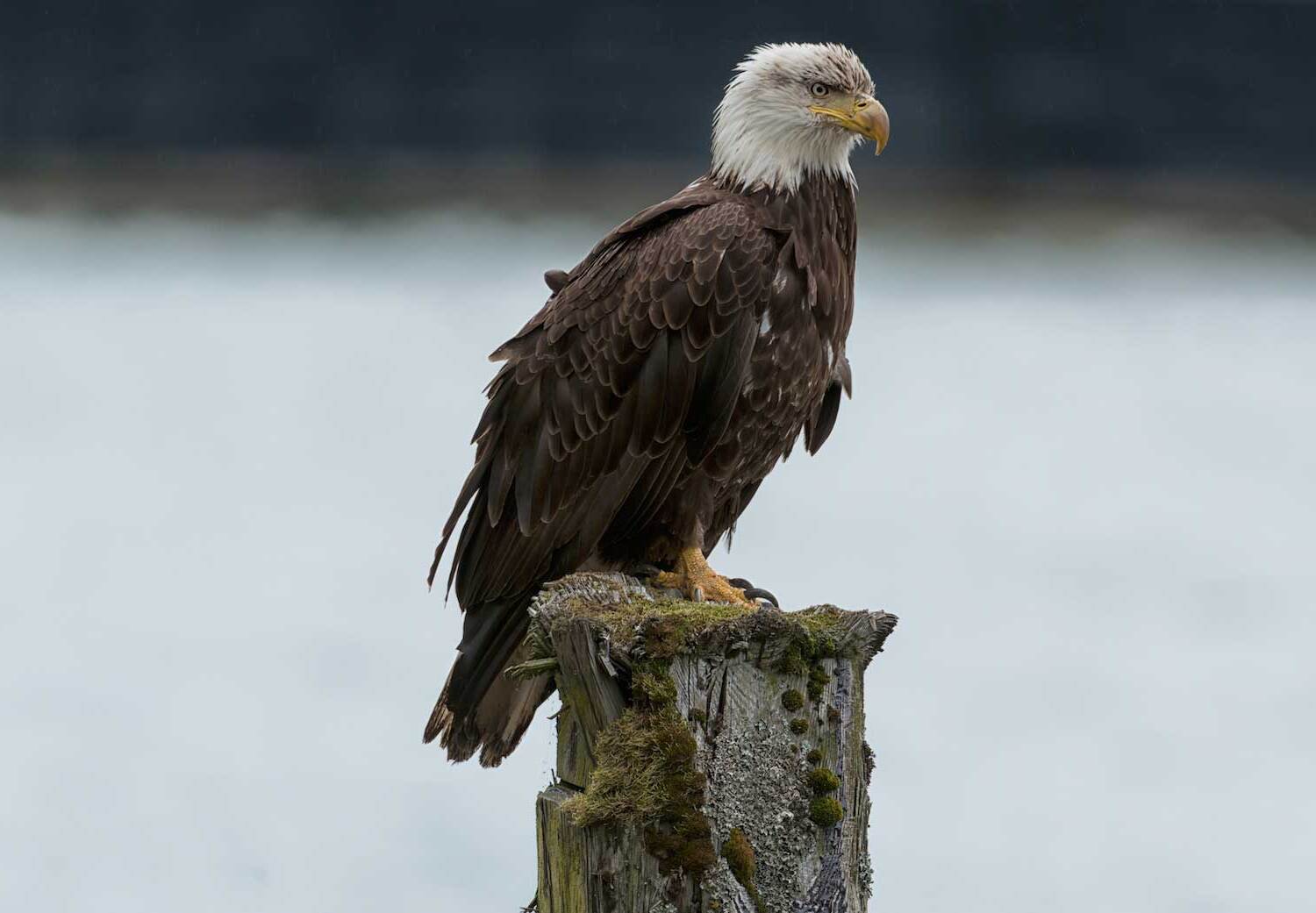 21 Facts About Bald Eagles - OhMyFacts