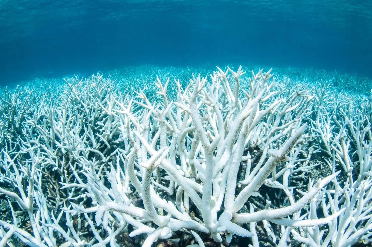 26-facts-about-coral-bleaching