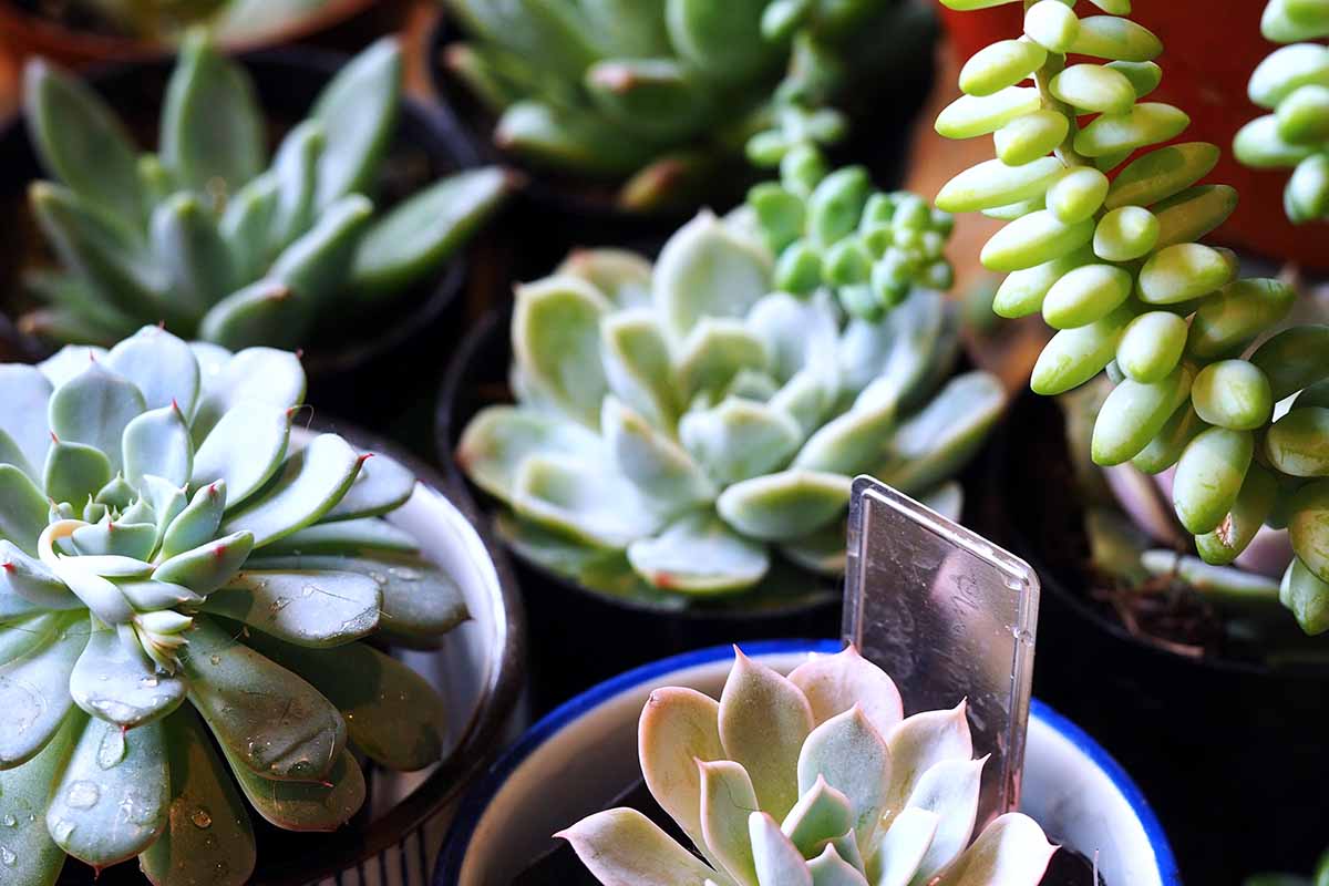 27-facts-about-succulent-leaves