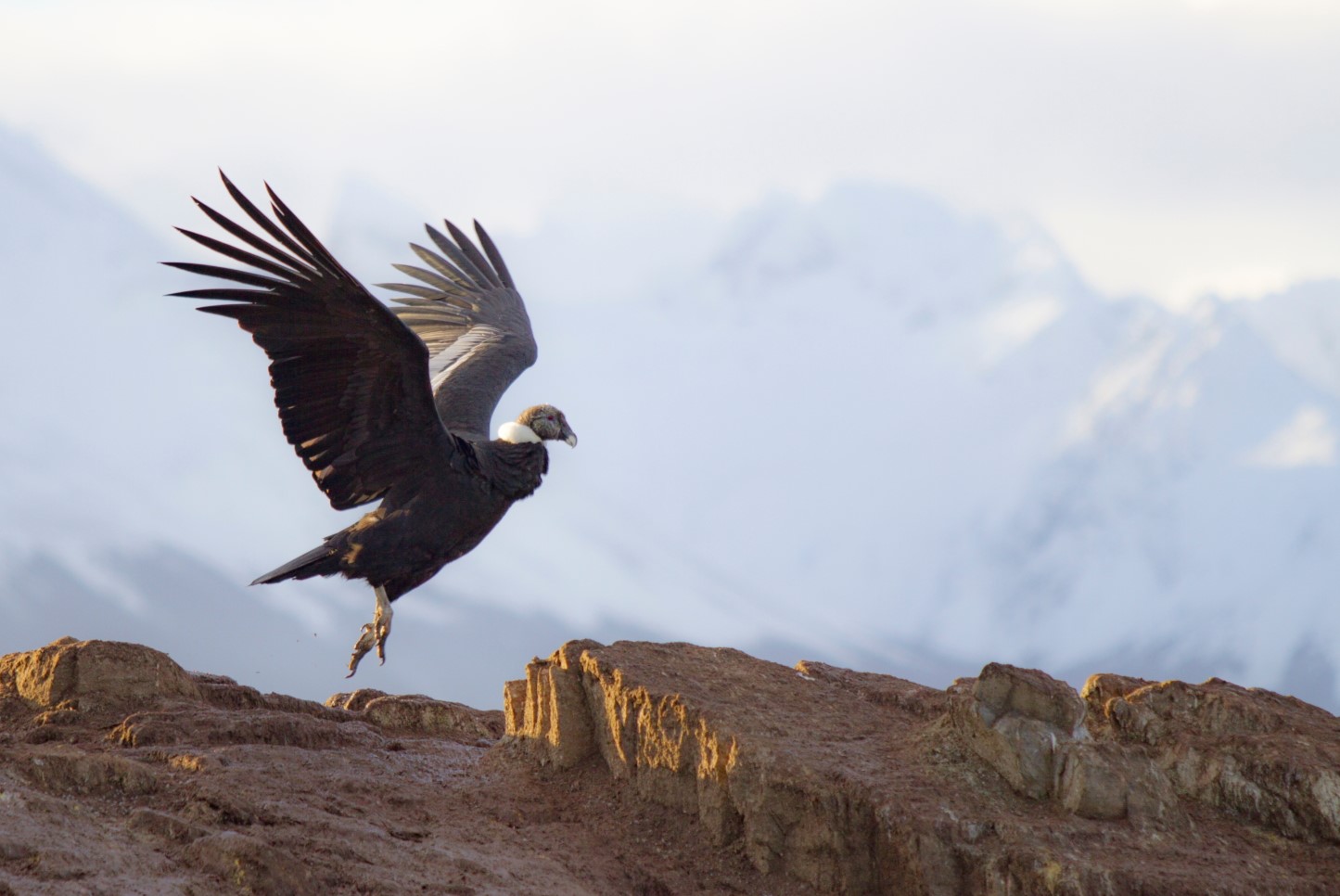 28-facts-about-andean-condor