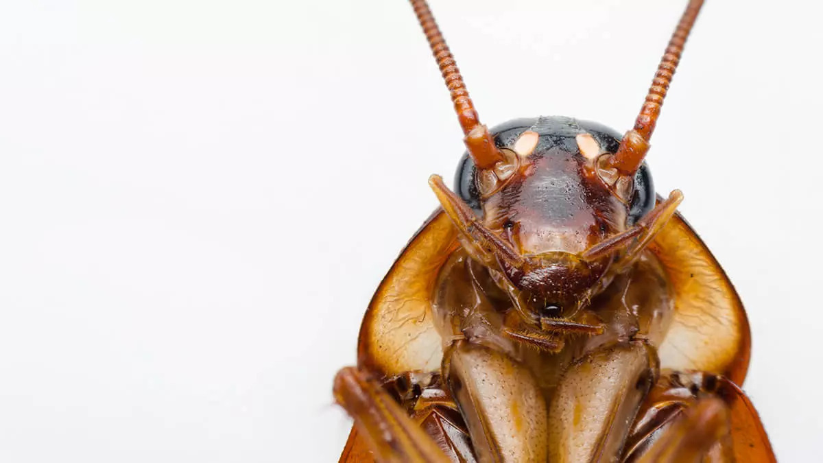 28-facts-about-cockroaches