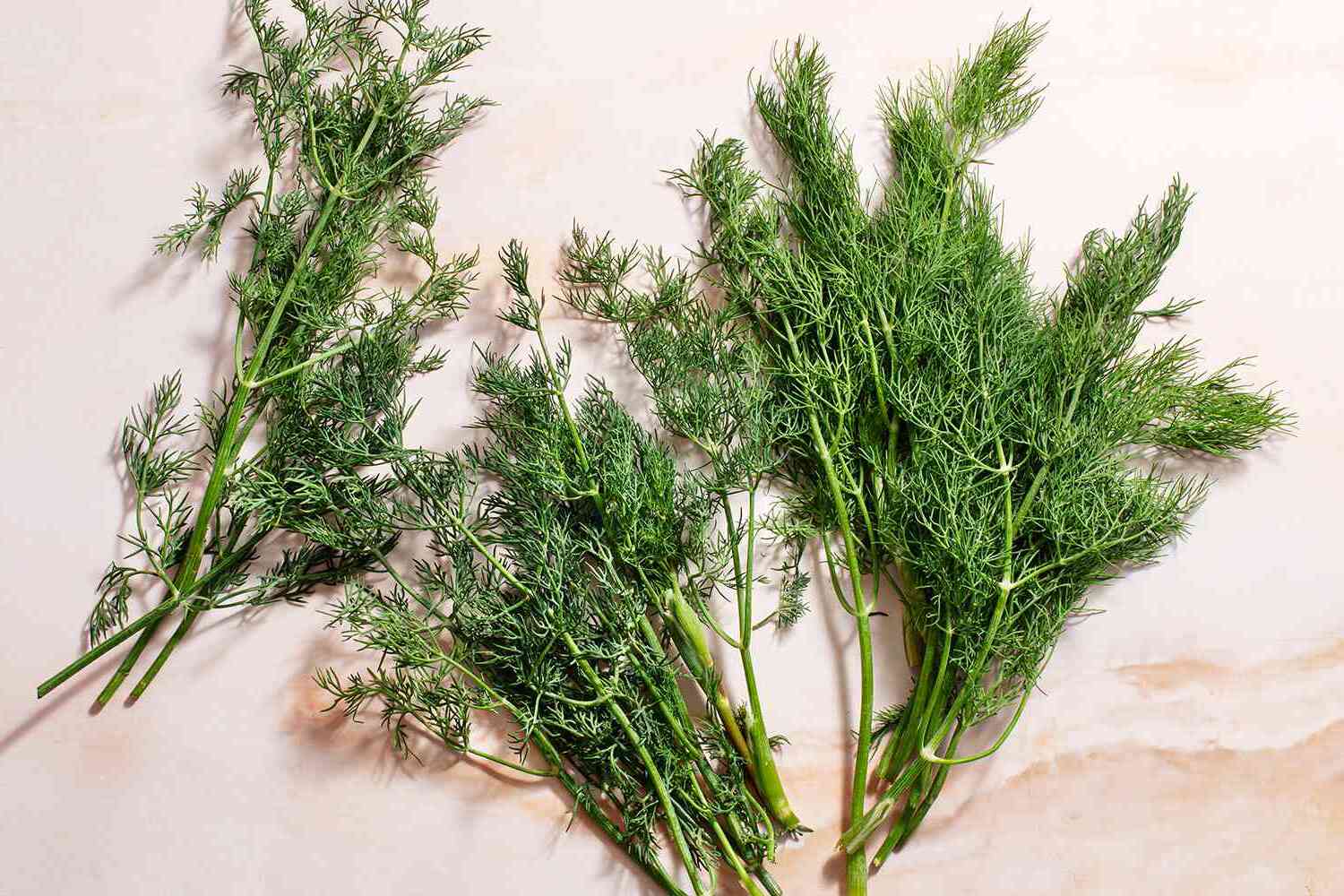 29-facts-about-dill