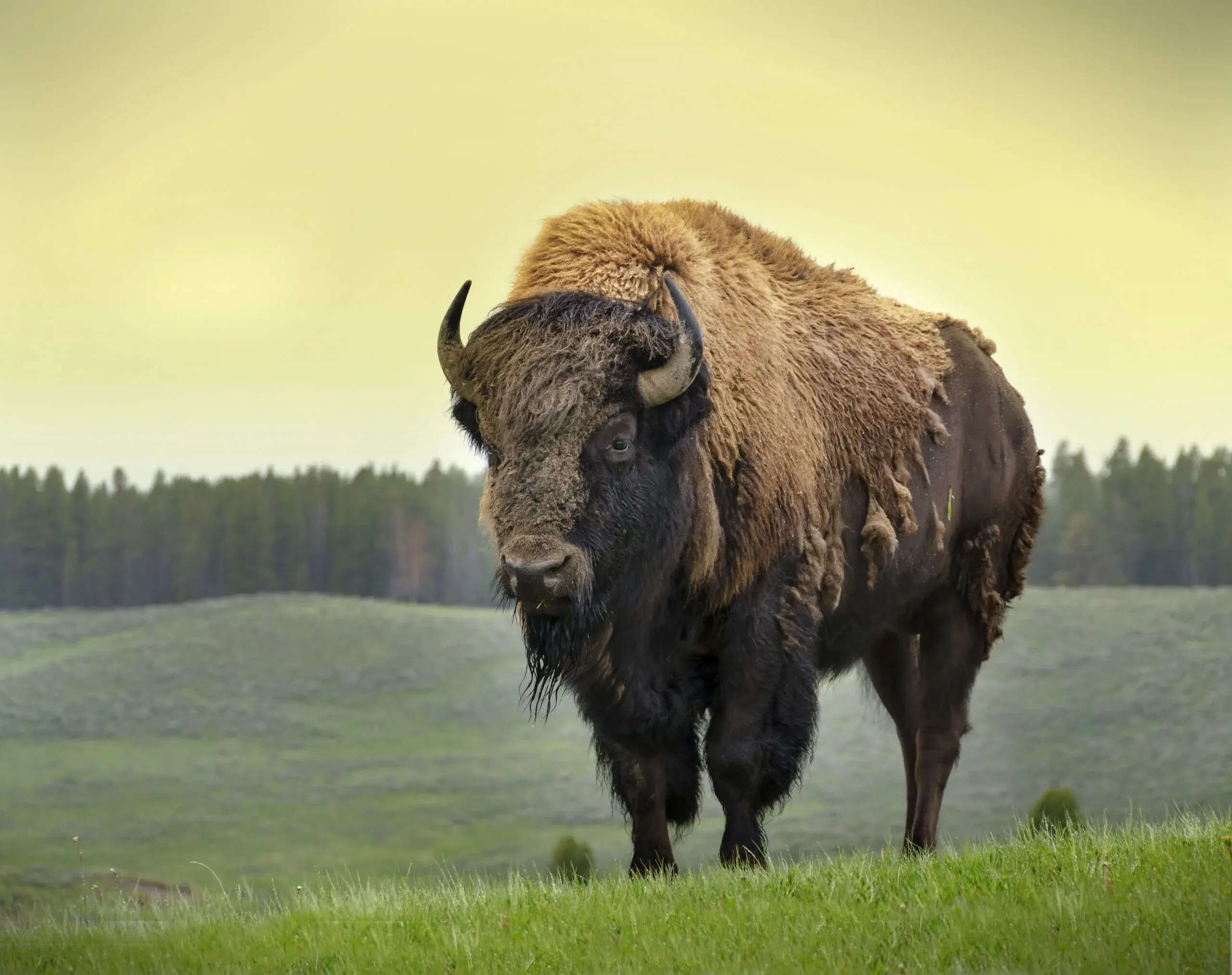 30-facts-about-bison