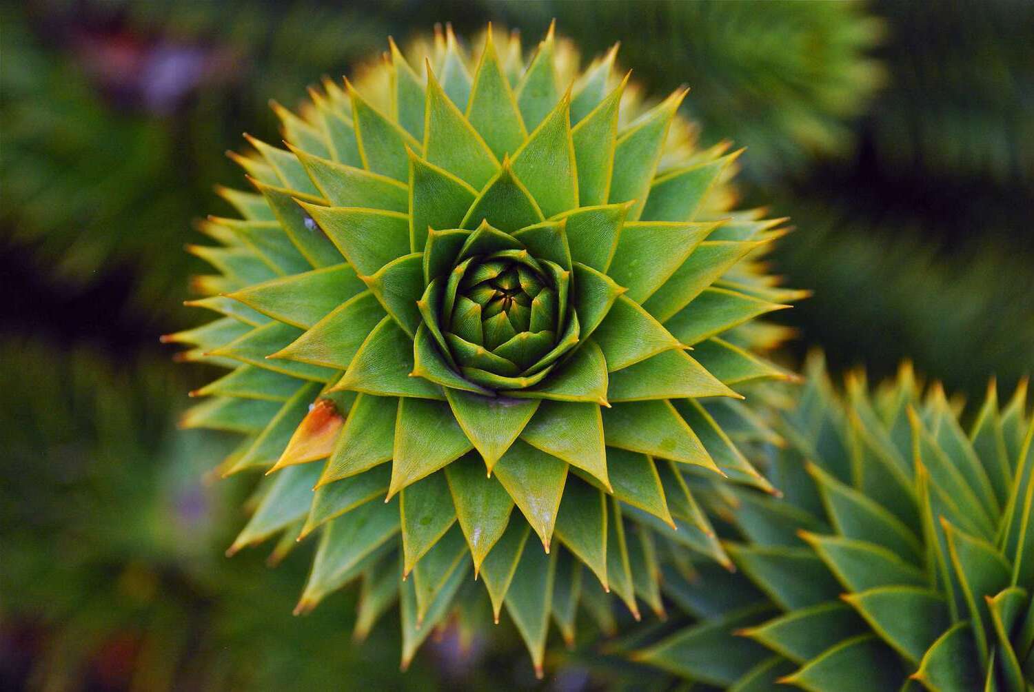 30 Facts About Fractals OhMyFacts 30 Facts About Fractals OhMyFacts