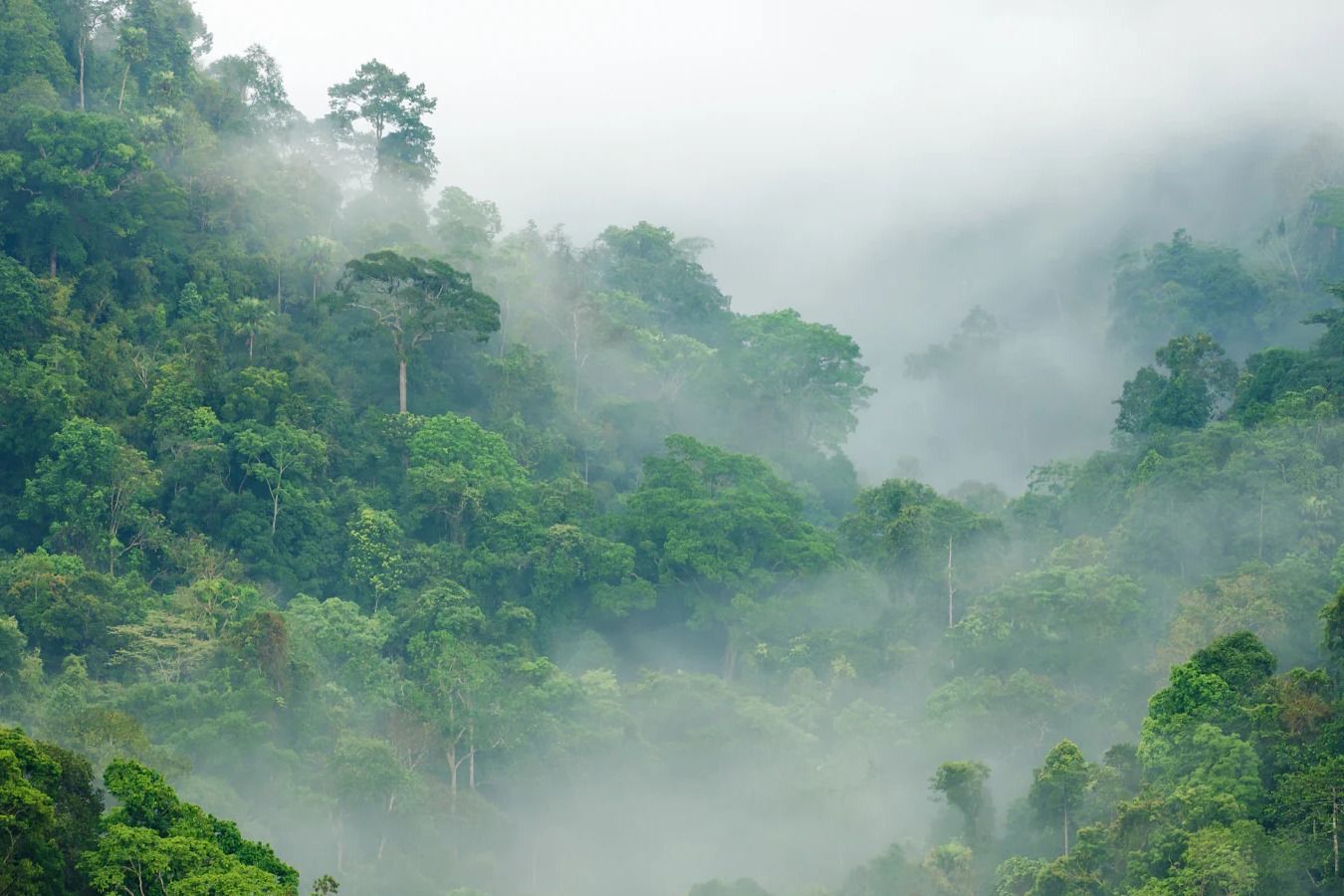 20-facts-about-rainforests