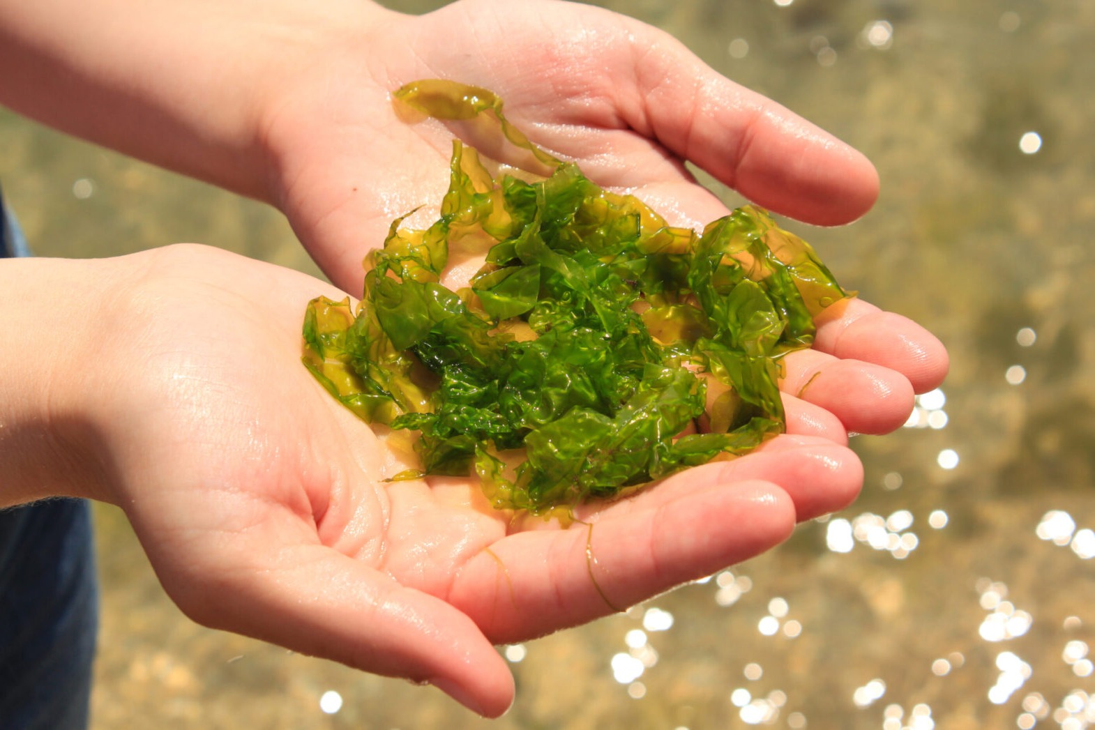 20 Facts About Seaweed OhMyFacts 20 Facts About Seaweed OhMyFacts