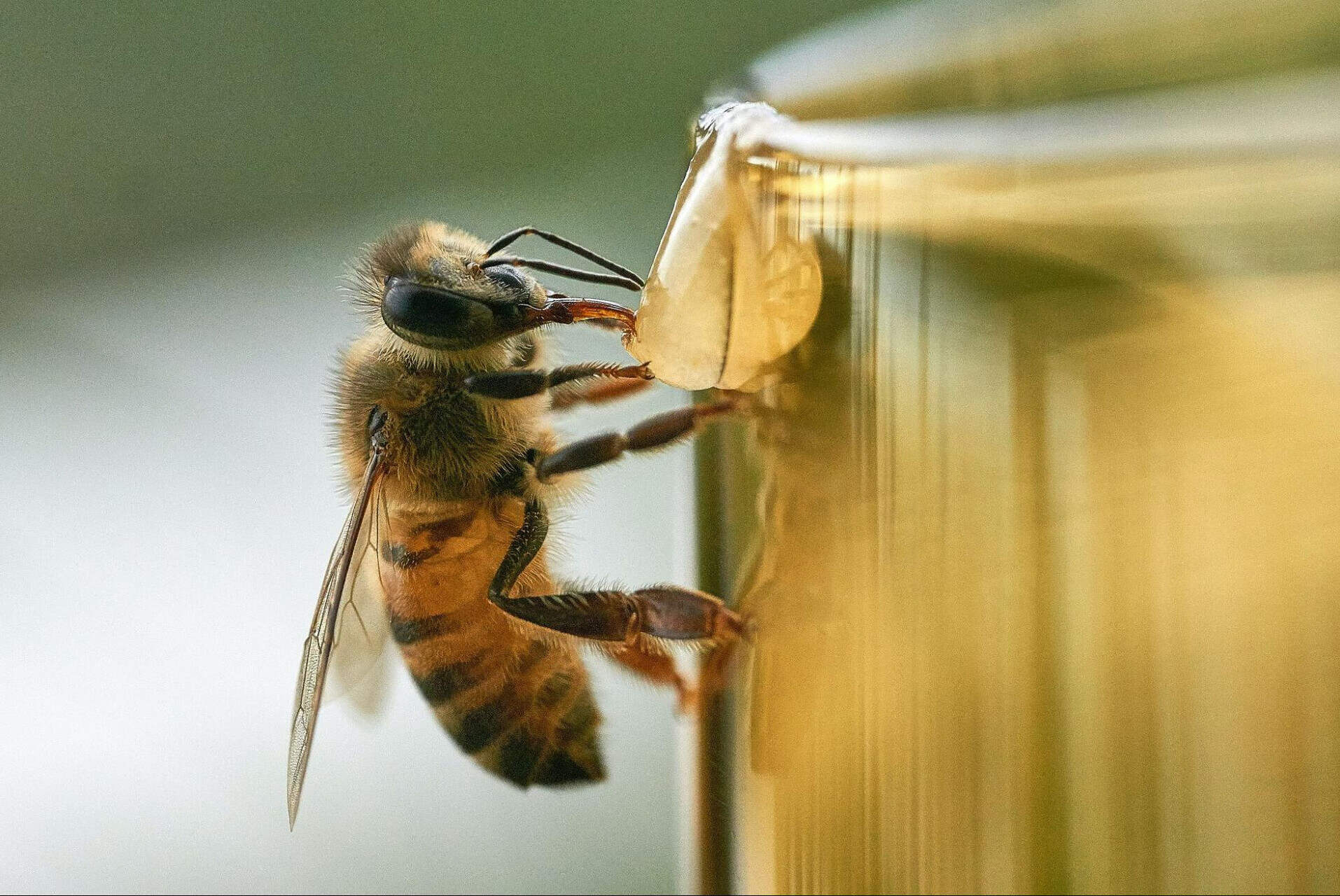 21-facts-about-bees