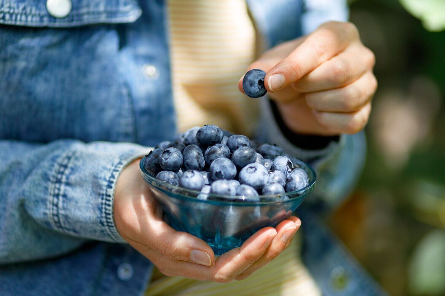 22-facts-about-blueberries