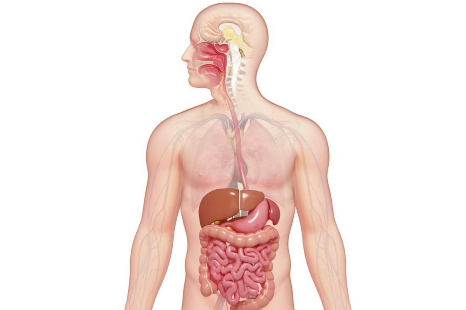 22-facts-about-digestion