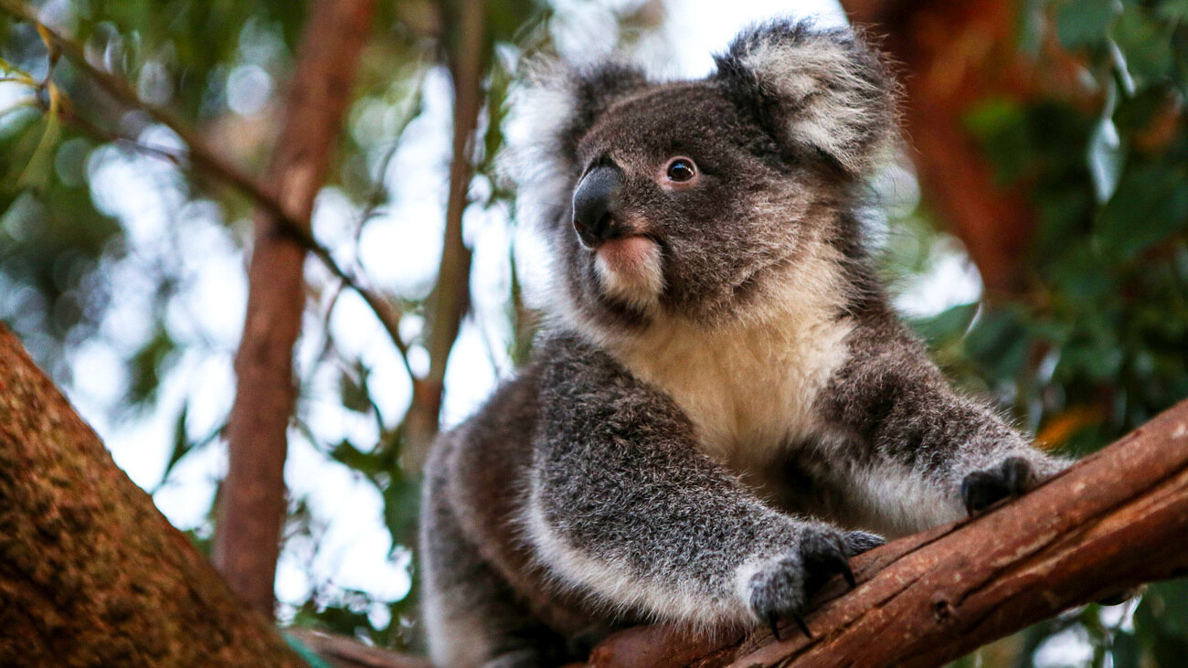 22-facts-about-koalas