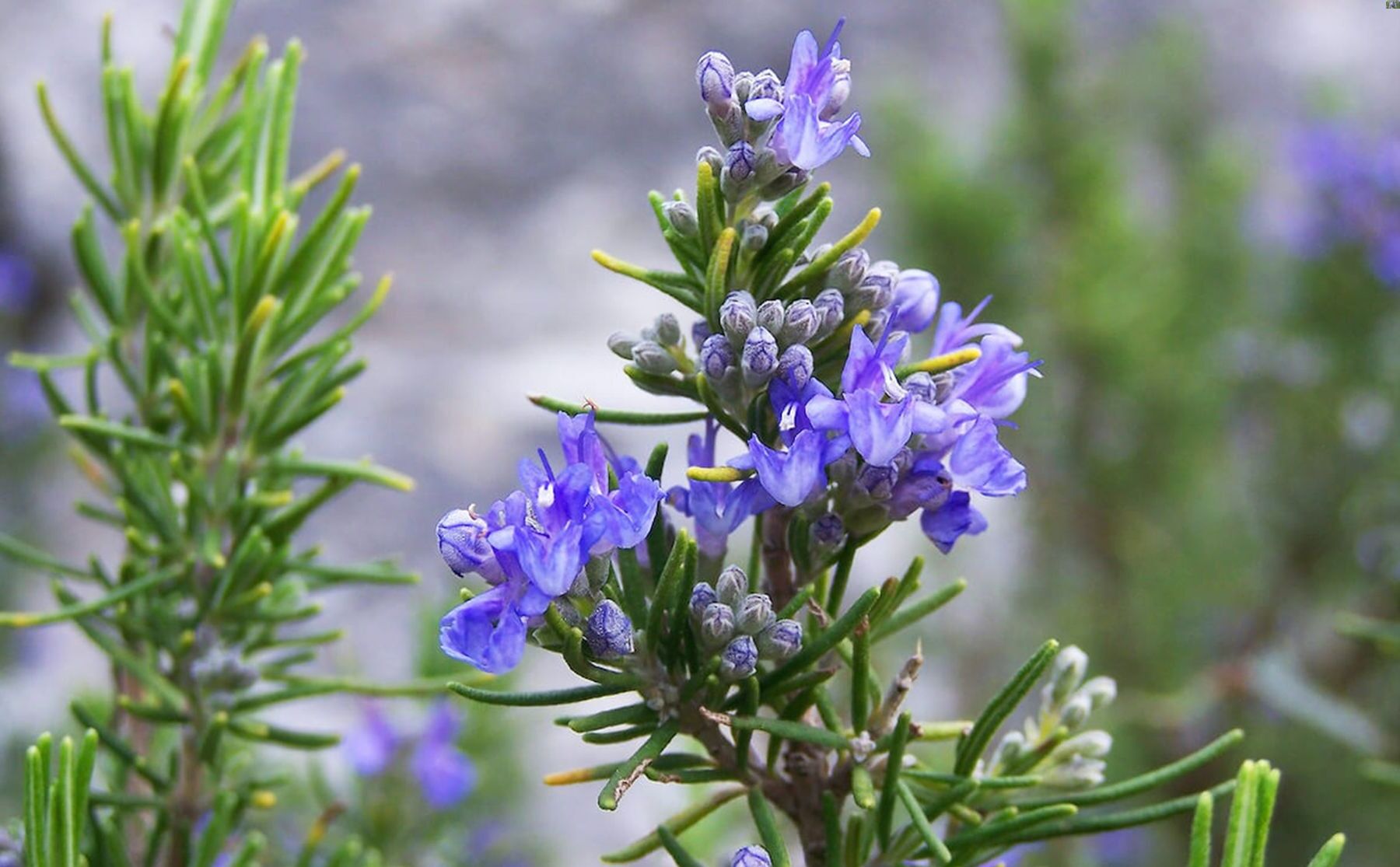 23-facts-about-rosemary