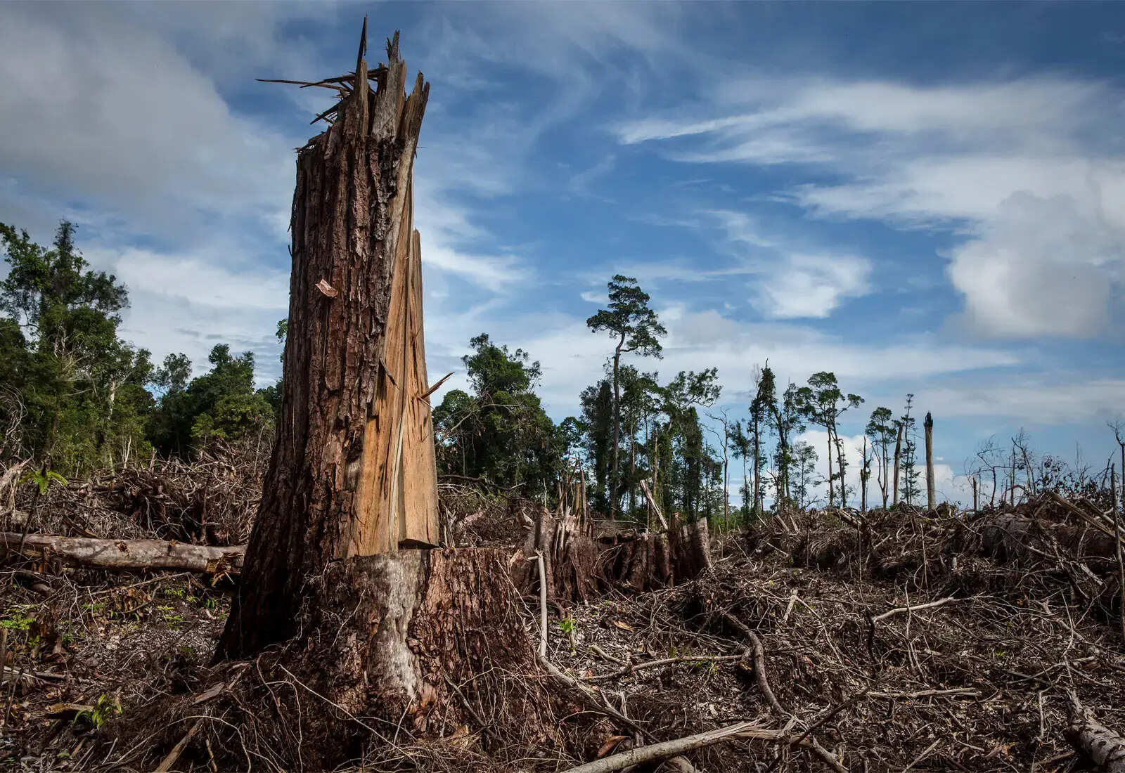 24-facts-about-deforestation