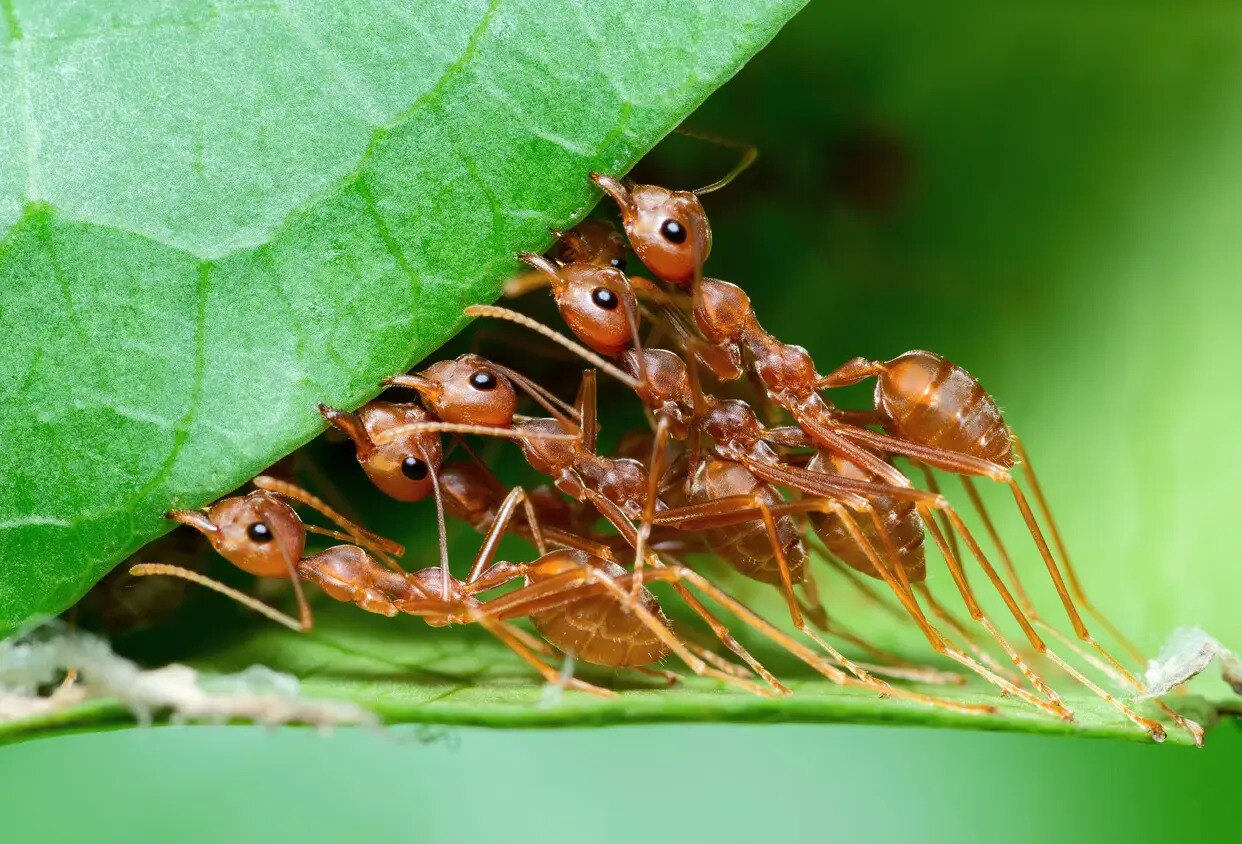 25-facts-about-ants