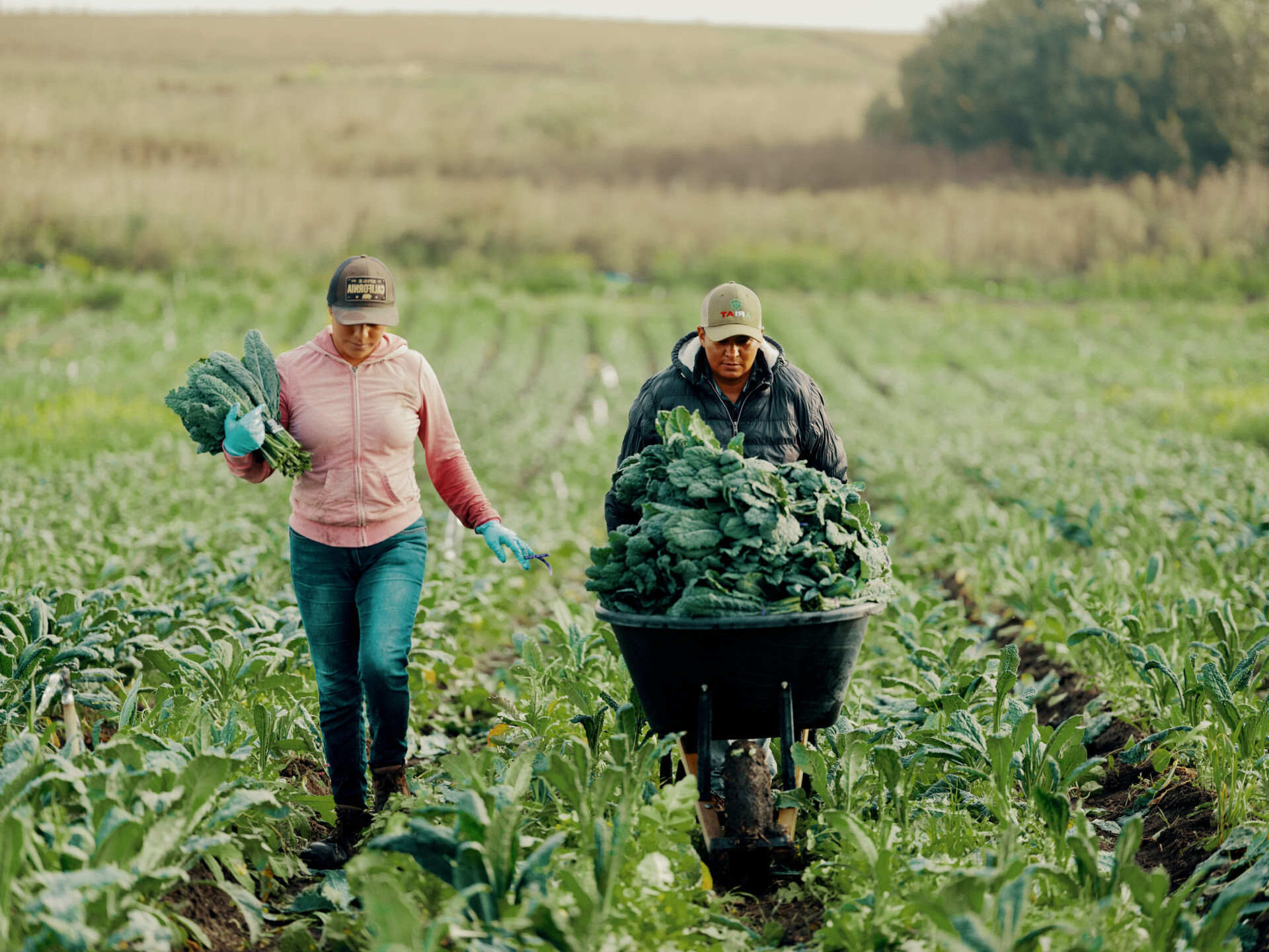 25 Facts About Harvesting OhMyFacts 25 Facts About Harvesting OhMyFacts