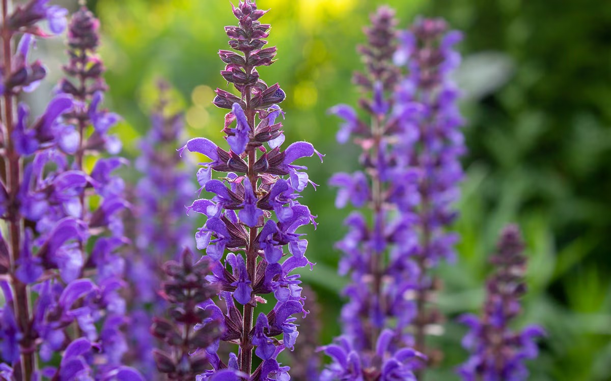 25-facts-about-salvia